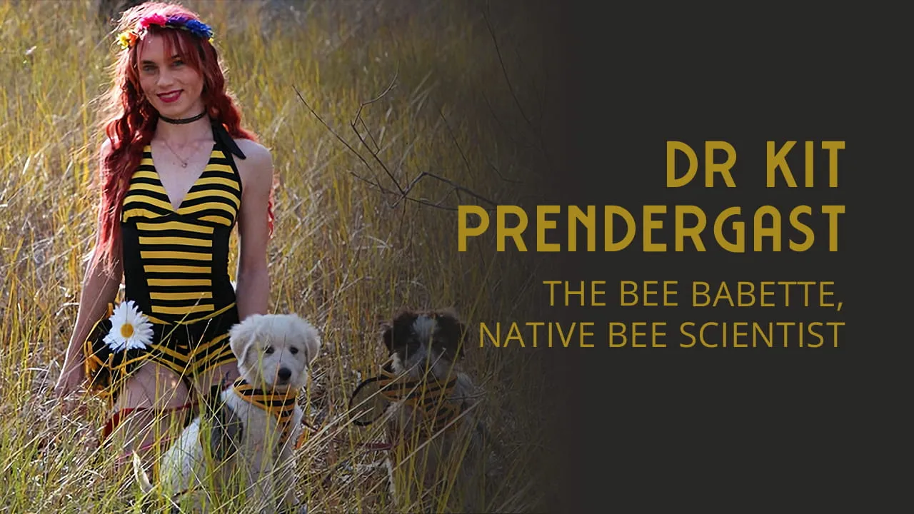 Native bees and taxonomy